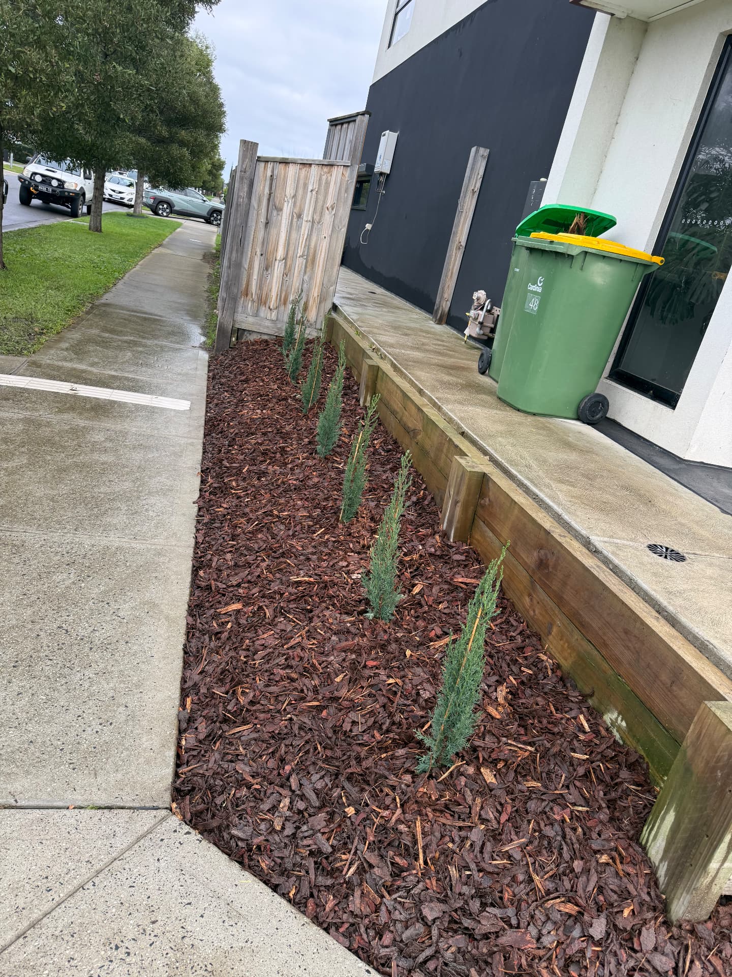 Row of conifers planted in a freshly mulched side garden